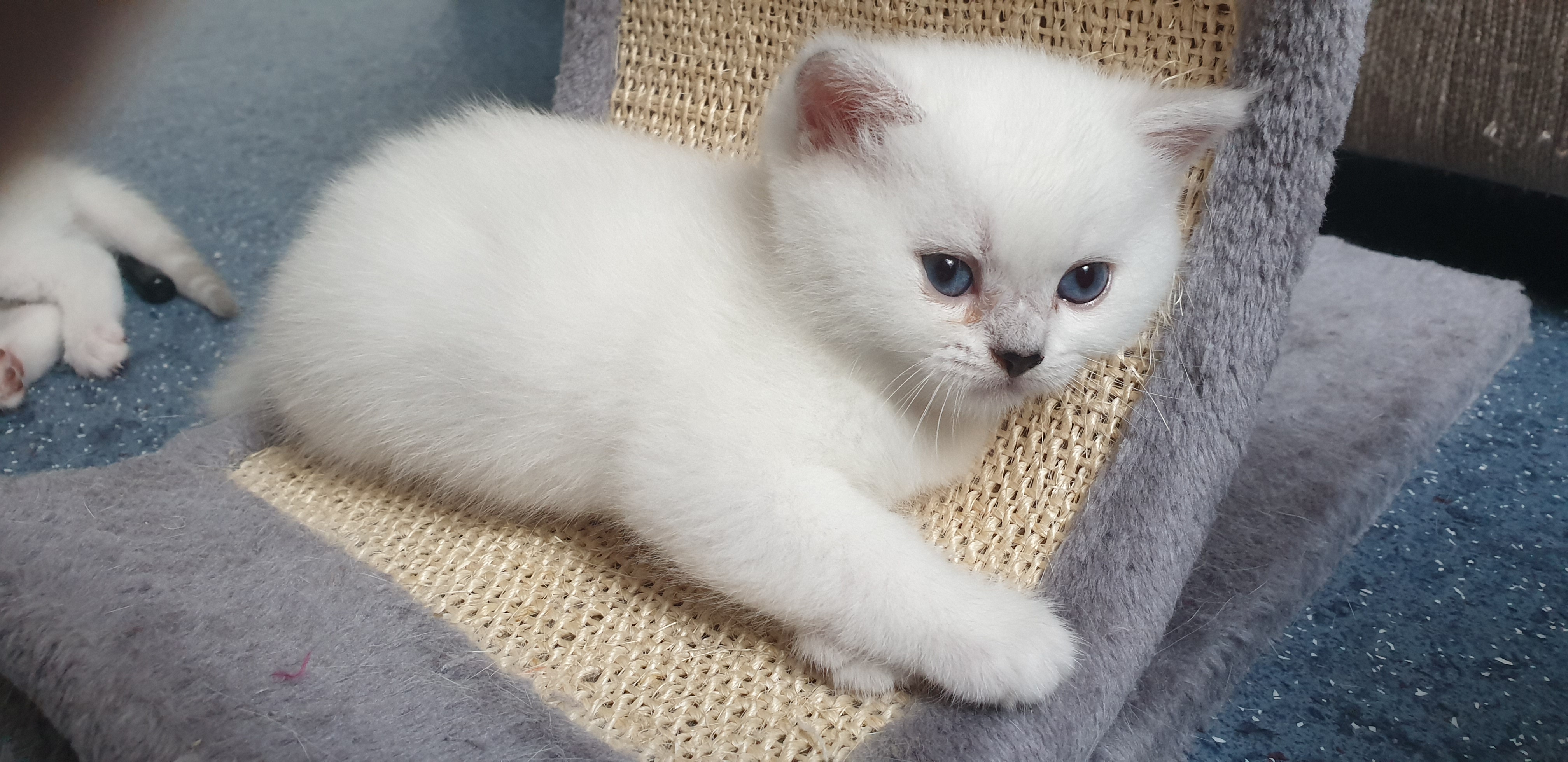 Freddy von der Forch, geb. am 21.5.2019