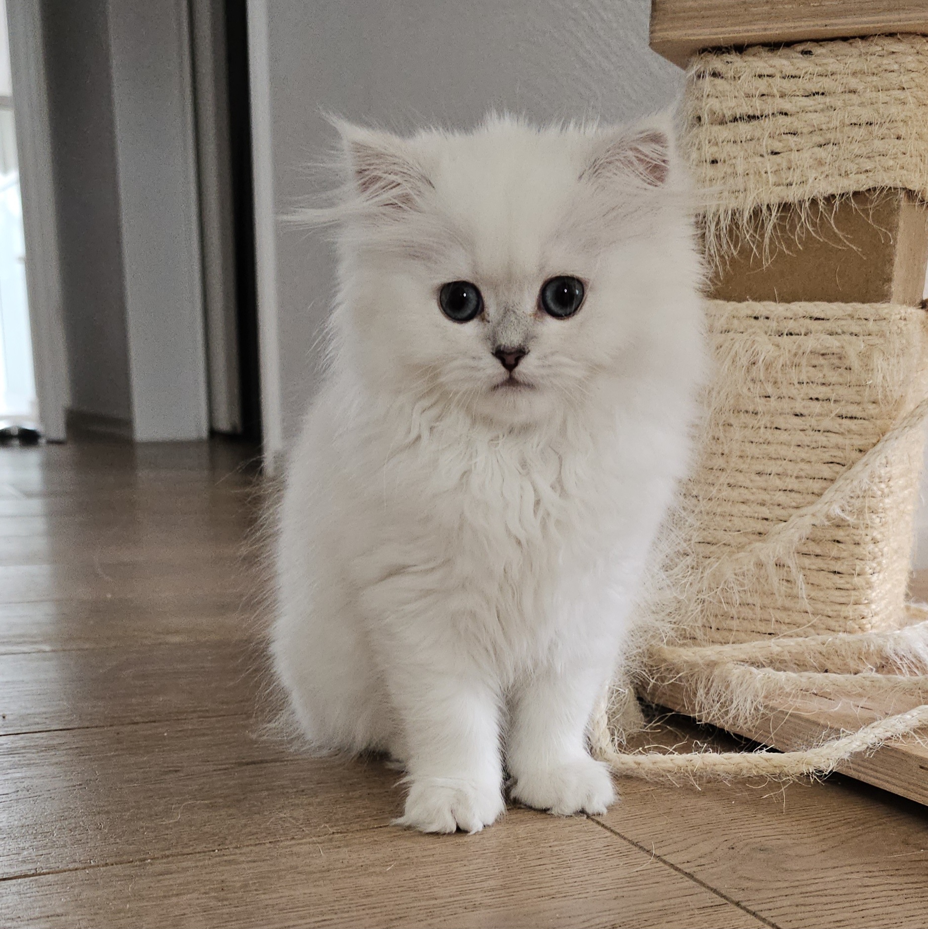 Molly von der Forvch