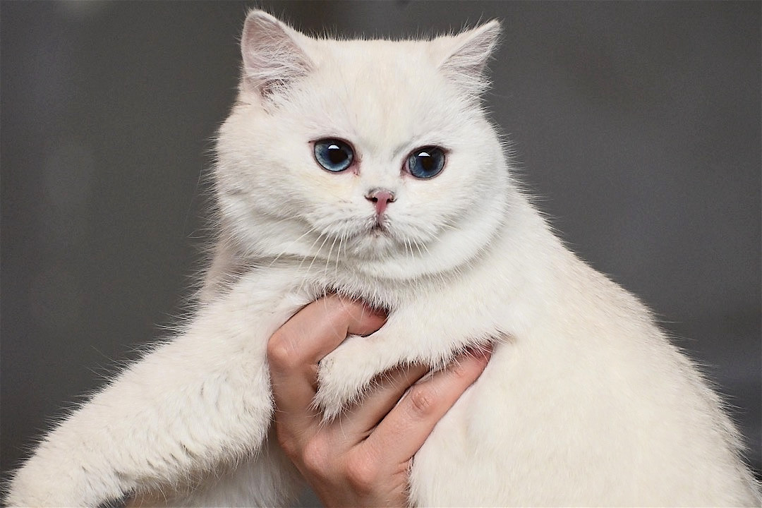 Kitten Champion Irish Shnowflake Bee 