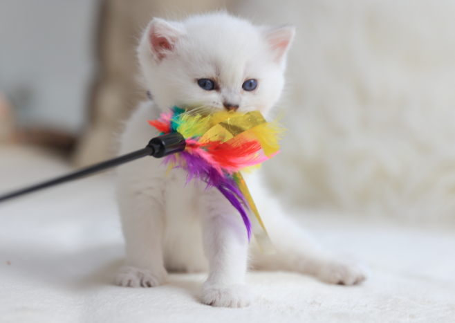 Kitten 1, Einstein von der Forch