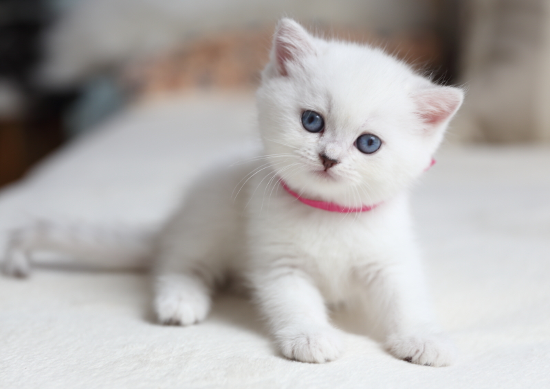 Kitten 3, Emely von der Forch, 6 Wochen alt
