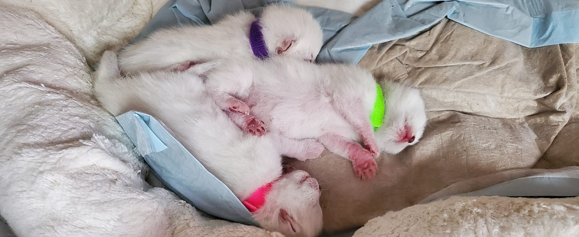 DonnaFilou und ihre 3 Kitten